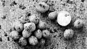 Garlic Potato Bites