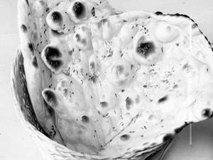 Butter Naan