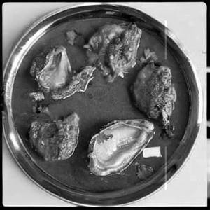 Oyster Bhetki Fish     