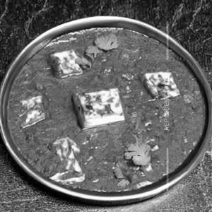 Paneer Peshwari