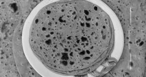 Sattu paratha [per piece]