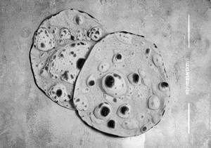 Plain Roti