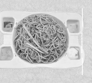 Hakka Noodles