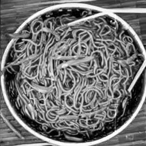 Special Veg Ginger Nomu Noodles 
