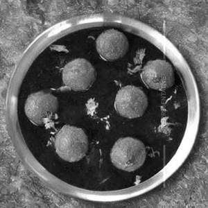Mushroom Kaju Mutter