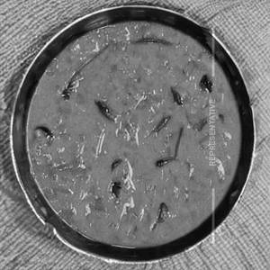 Shahi Kurma