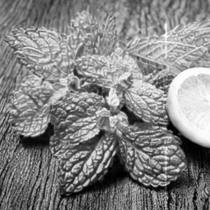 Fresh Lemon Mint