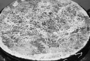Pasta Dosa