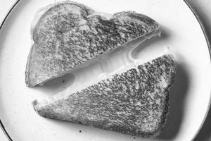 Cheese Sandwich