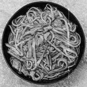 Fish Noodles 