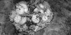 Malabar Prawns Biryani