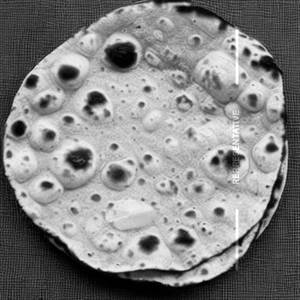 Cariander roti