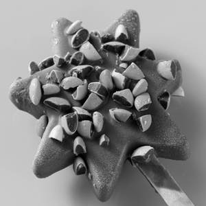 Chocolate Bomb