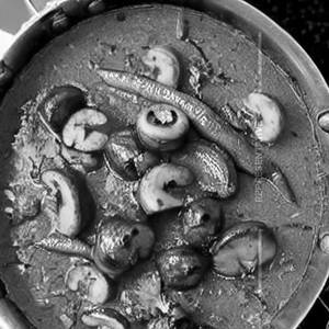 Ghar Jaisa Specail Mushroom