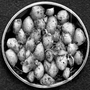 Potato Kalimirch Dry