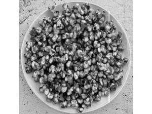 Crispy Corn