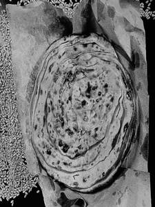 Lachha Parantha(whole Wheat)