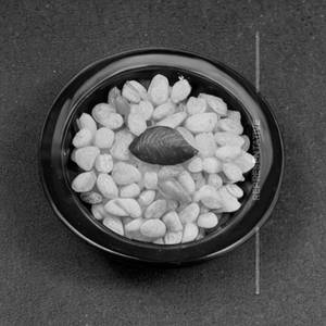 Raj Bhog Dry Fruit Piece