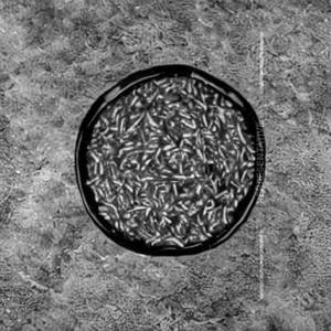 Veg Farmers Jade Rice