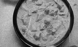 Veg Korma