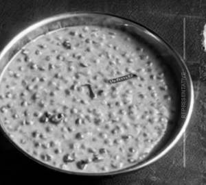 Plain Dal 
