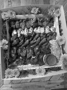 Tandoori Platter Non-Veg Box