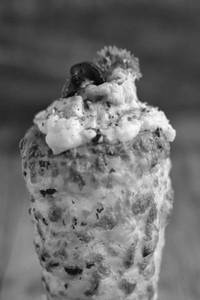 Chicken Italiano