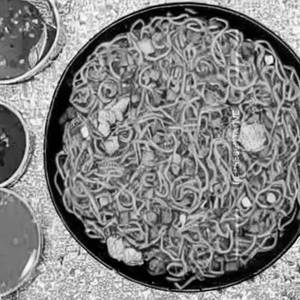 Chicken talumein noodles