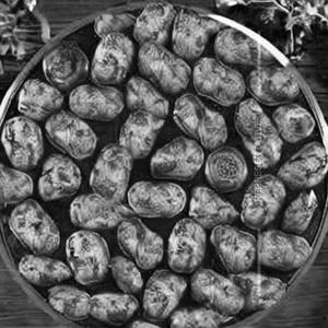 Roasted Chaap
