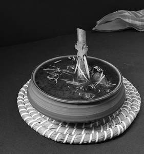 Mutton Rogan Josh