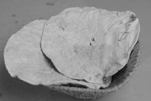 Tandoor Roti