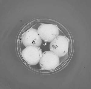 Hot Rosogolla[5piece]