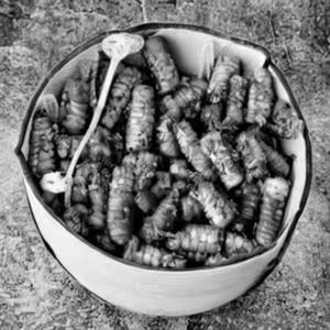 Baby Corn Bullets