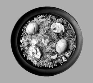 Egg 65 Biryani