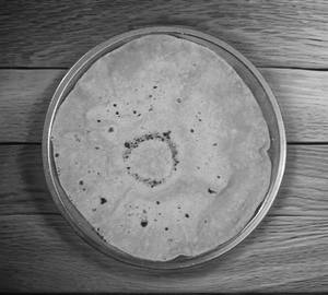 4 Tawa Roti