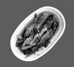 Pabda lal jhol (1 pcs)