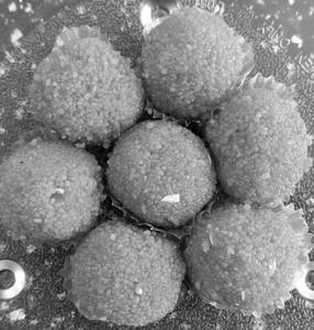 Motichoor Laddu
