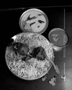 Tikka Biryani