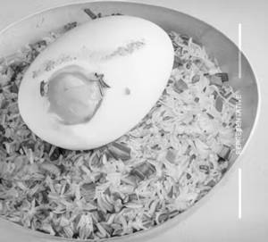 Egg Garlic Fried Rice