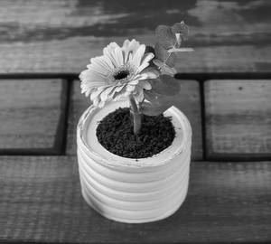 Flower Pot Cake