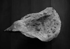 Butter Naan