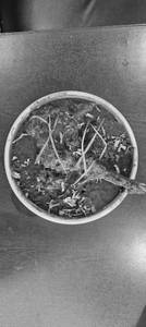 Mutton Rogan Josh