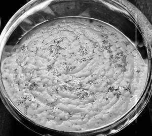 Butter Dal Fry