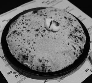 Butter Tawa Roti [1Pcs - 35 Gms Apx]