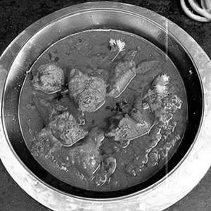 Tawa Murg Lababdar