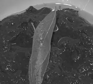 Puli Aasai (Tamarind Craving)