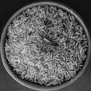 Sada rice