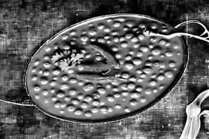 Plain dal