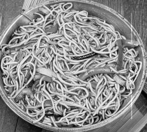 Veg chilli garlic noodles