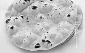 Tawa Roti Plain